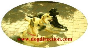 dogdirection