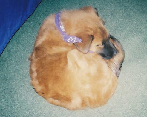 sleeping poddlerb
